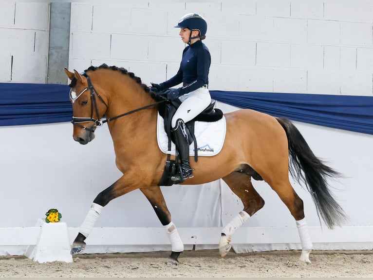 Niemiecki kuc wierzchowy Ogier 4 lat 147 cm Bułana in Marsberg
