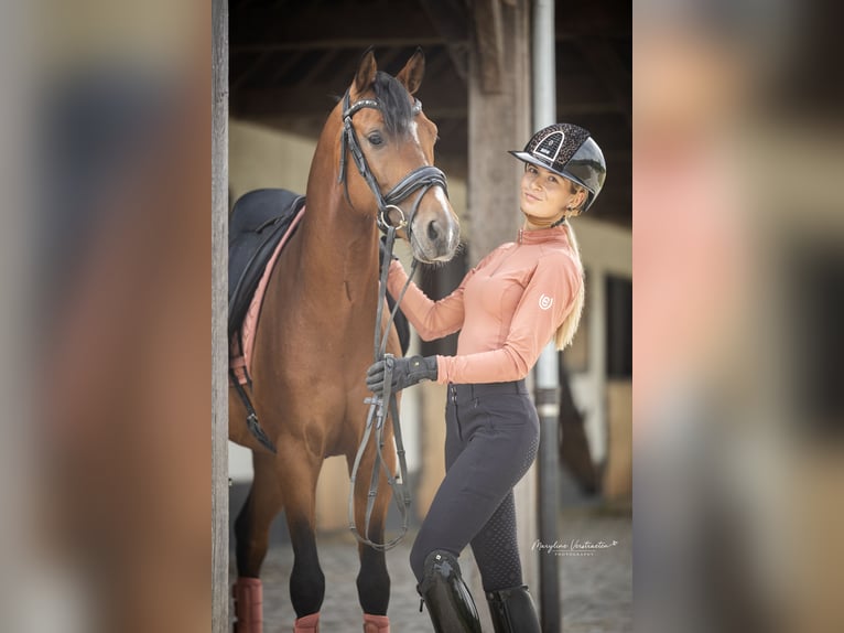 Niemiecki kuc wierzchowy Ogier 4 lat 147 cm Ciemnogniada in Vlissegem