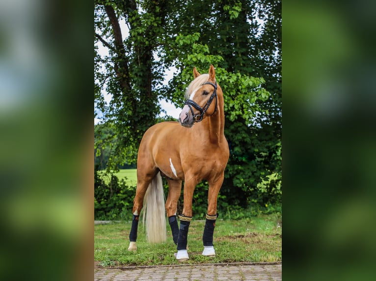 Niemiecki kuc wierzchowy Ogier 4 lat 147 cm Izabelowata in Bruchköbel