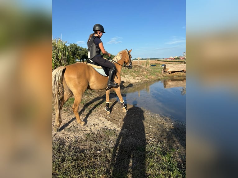 Niemiecki kuc wierzchowy Ogier 4 lat 147 cm Izabelowata in Mömbris