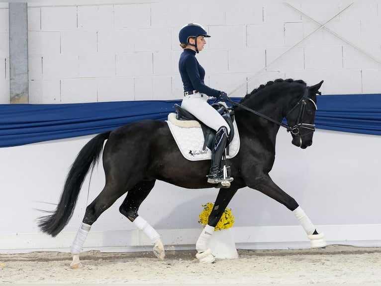 Niemiecki kuc wierzchowy Ogier 4 lat 147 cm Kara in Marsberg Niemiecki kuc wierzchowy Ogier 4 lat 147 cm Kara in Marsberg
