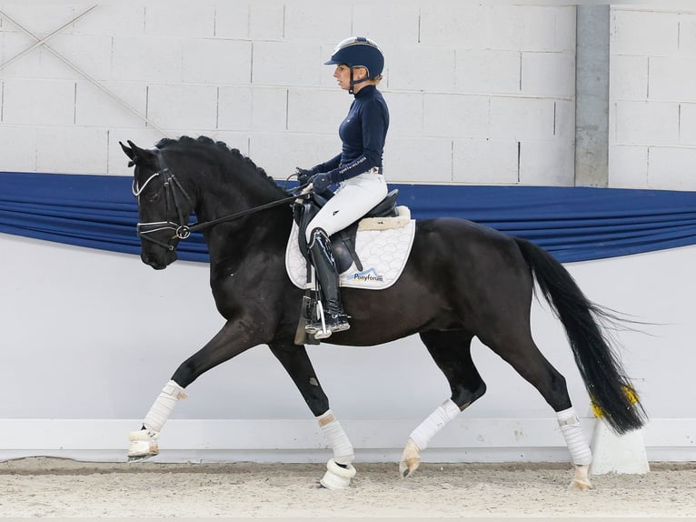 Niemiecki kuc wierzchowy Ogier 4 lat 147 cm Kara in Marsberg Niemiecki kuc wierzchowy Ogier 4 lat 147 cm Kara in Marsberg