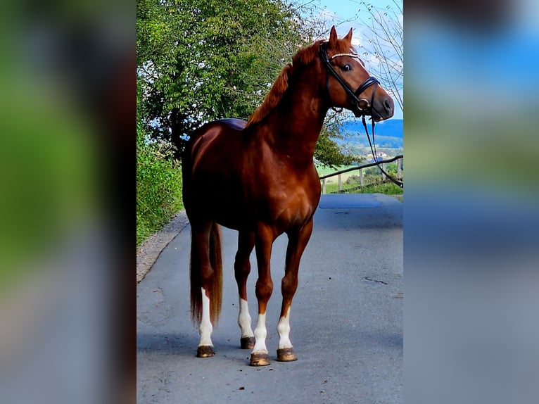 Niemiecki kuc wierzchowy Ogier 4 lat 149 cm Ciemnokasztanowata in Ruppichteroth