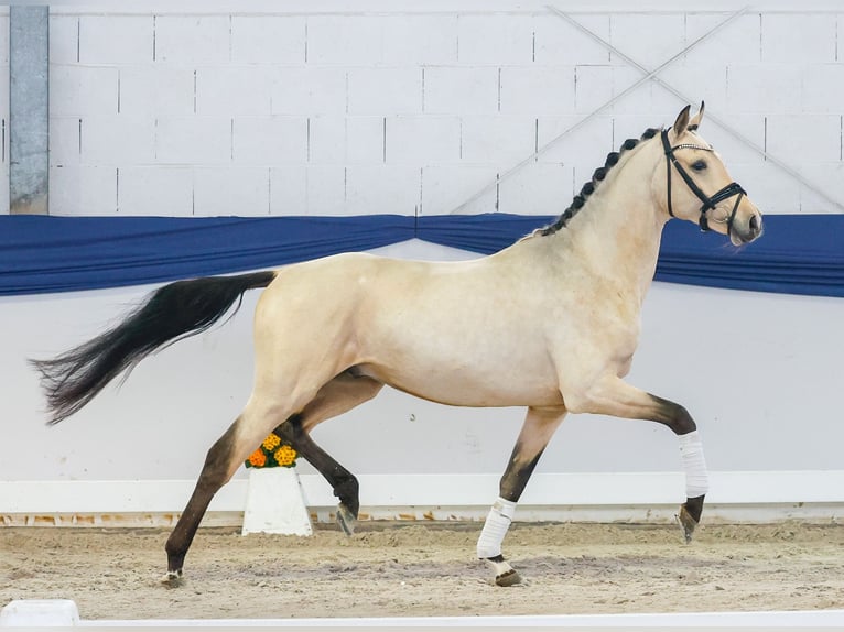 Niemiecki kuc wierzchowy Ogier 4 lat 151 cm Bułana in Marsberg