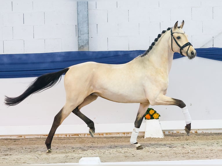 Niemiecki kuc wierzchowy Ogier 4 lat 151 cm Bułana in Marsberg