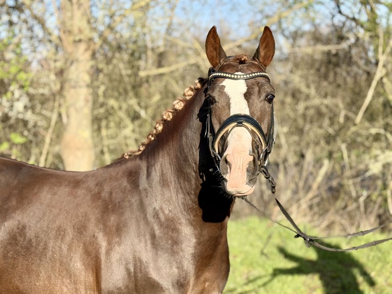 Niemiecki kuc wierzchowy Ogier 5 lat 145 cm Ciemnokasztanowata in Grevenbroich