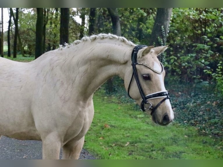 Niemiecki kuc wierzchowy Ogier 5 lat 146 cm Izabelowata in Recke, bei Osnabrück