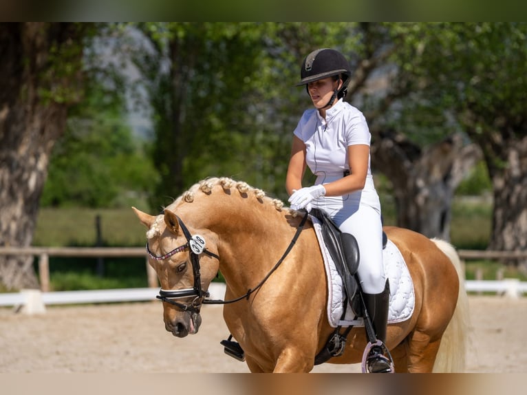 Niemiecki kuc wierzchowy Ogier 5 lat 146 cm Izabelowata in Cornellà del Terri