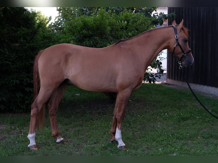 Niemiecki kuc wierzchowy Ogier 5 lat 147 cm Bułana in Schaafheim