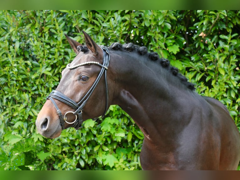 Niemiecki kuc wierzchowy Ogier 5 lat 147 cm Ciemnogniada in Recke, bei Osnabrück