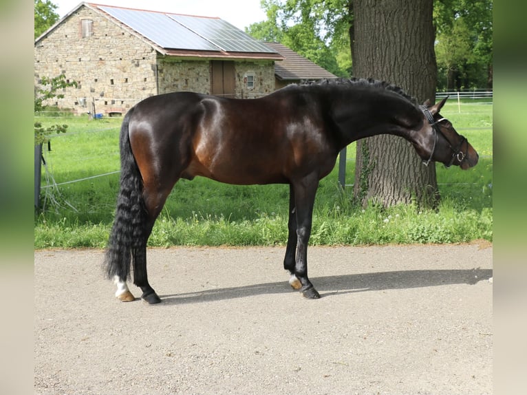 Niemiecki kuc wierzchowy Ogier 5 lat 147 cm Ciemnogniada in Recke, bei Osnabrück