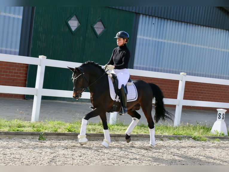 Niemiecki kuc wierzchowy Ogier 5 lat 147 cm Ciemnogniada in Recke, bei Osnabrück