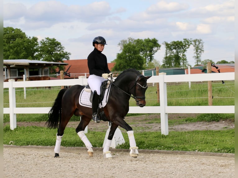 Niemiecki kuc wierzchowy Ogier 5 lat 147 cm Ciemnogniada in Recke, bei Osnabrück