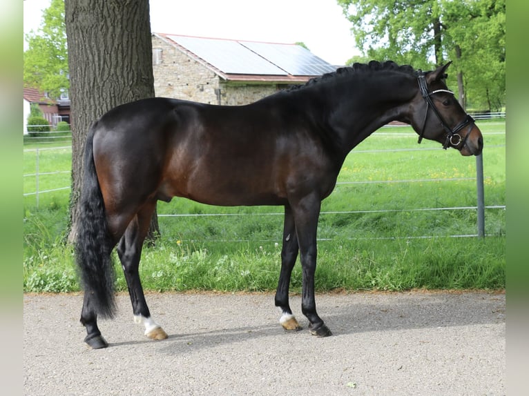 Niemiecki kuc wierzchowy Ogier 5 lat 147 cm Ciemnogniada in Recke, bei Osnabrück