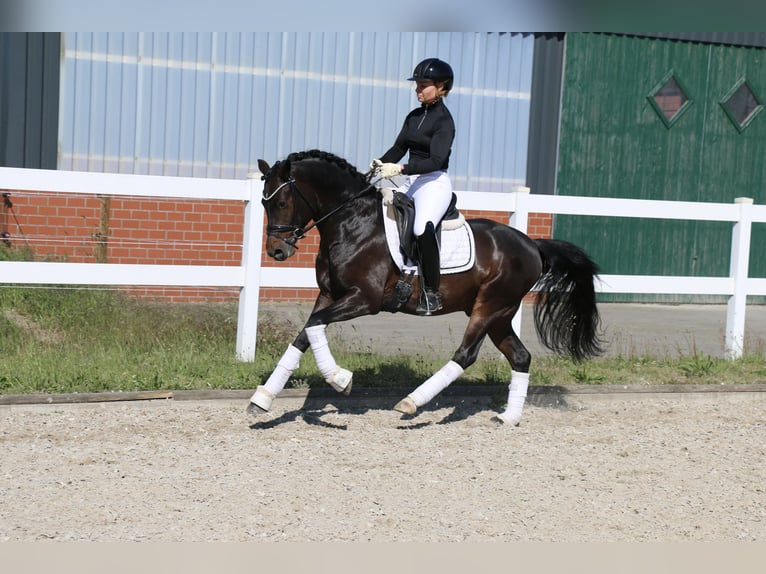 Niemiecki kuc wierzchowy Ogier 5 lat 147 cm Ciemnogniada in Recke, bei Osnabrück