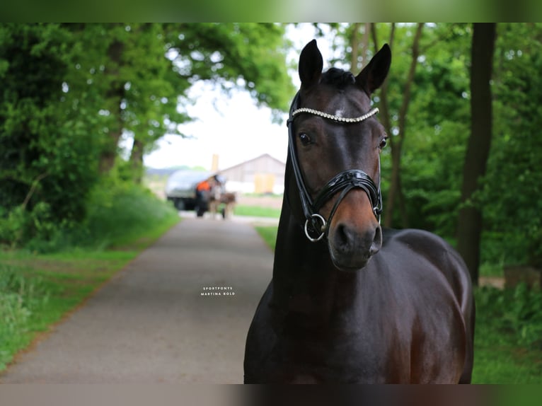 Niemiecki kuc wierzchowy Ogier 5 lat 147 cm Ciemnogniada in Recke, bei Osnabrück