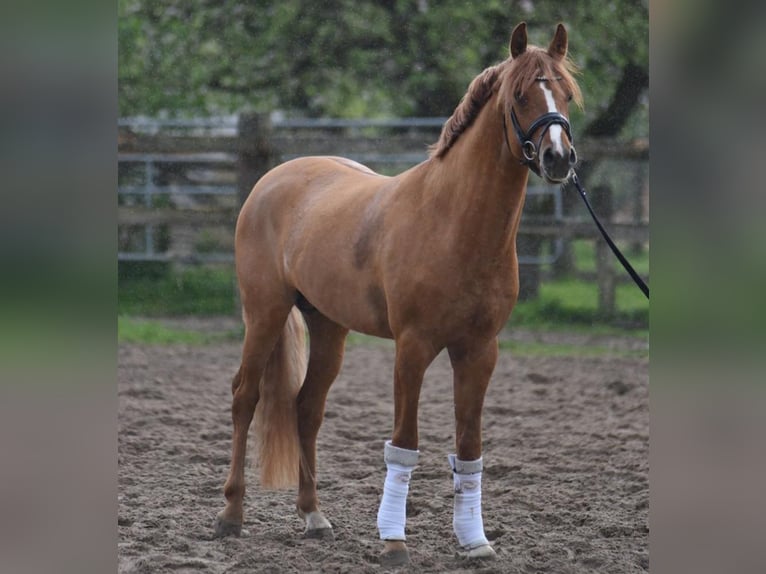 Niemiecki kuc wierzchowy Ogier 5 lat 148 cm Bułana in Haunetal