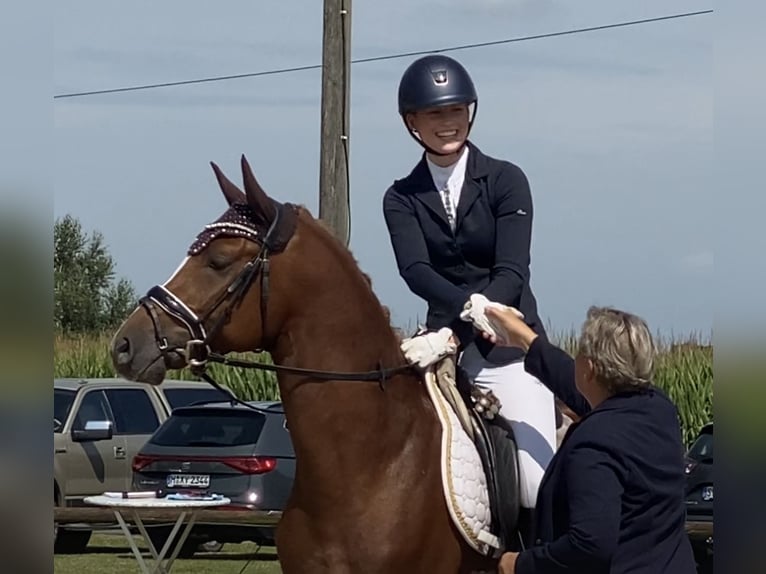 Niemiecki kuc wierzchowy Ogier 5 lat 148 cm Kasztanowata in Achim