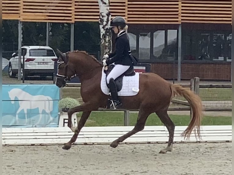 Niemiecki kuc wierzchowy Ogier 5 lat 148 cm Kasztanowata in Achim