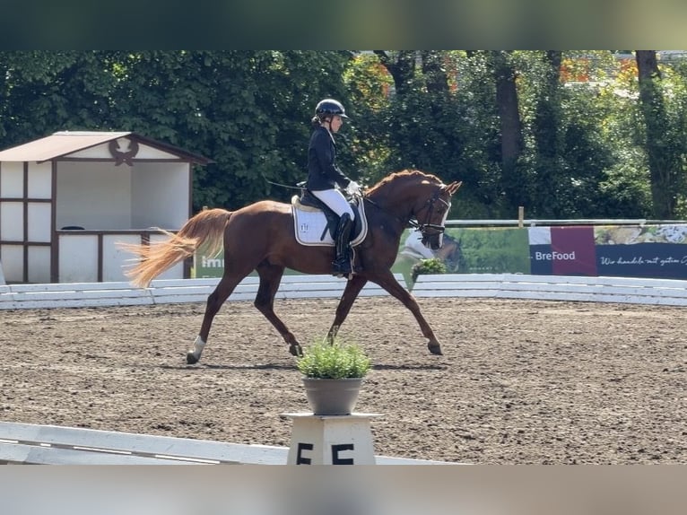 Niemiecki kuc wierzchowy Ogier 5 lat 148 cm Kasztanowata in Achim