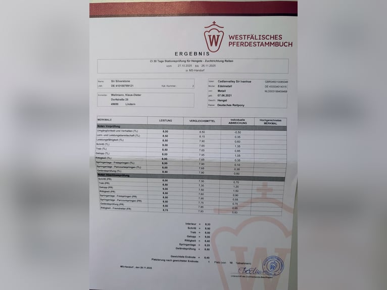 Niemiecki kuc wierzchowy Ogier 5 lat Jelenia in Westerstede