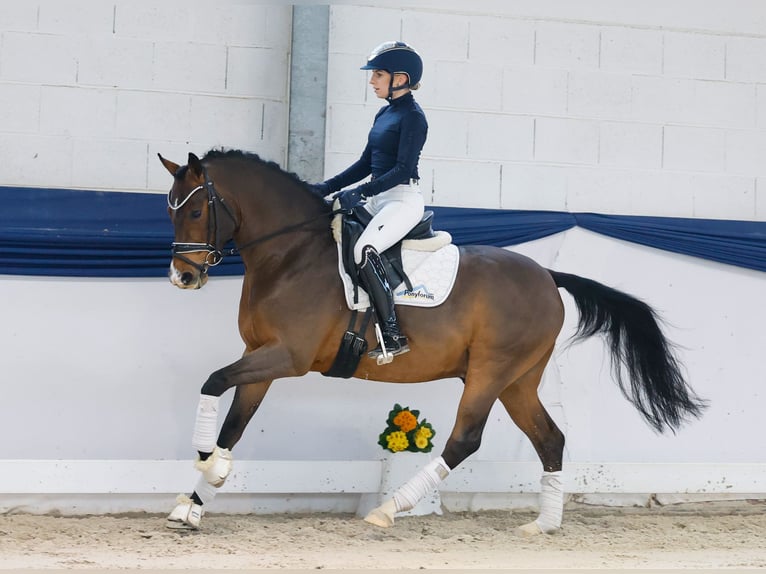 Niemiecki kuc wierzchowy Ogier 6 lat 145 cm Gniada in Marsberg