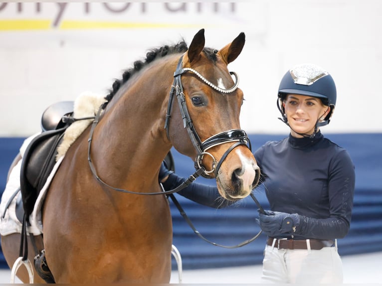 Niemiecki kuc wierzchowy Ogier 6 lat 145 cm Gniada in Marsberg