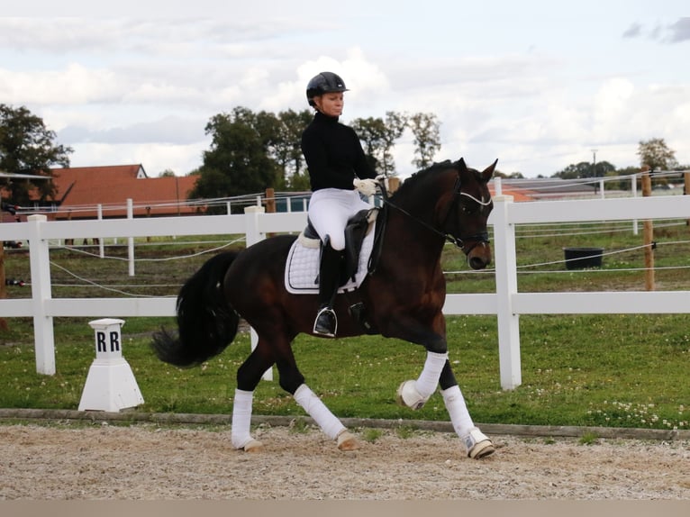 Niemiecki kuc wierzchowy Ogier 6 lat 148 cm Gniada in Recke, bei Osnabrück