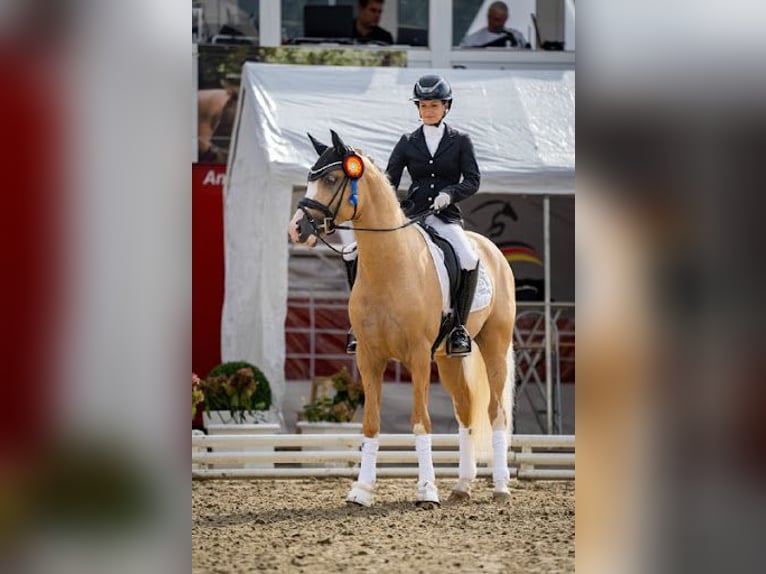 Niemiecki kuc wierzchowy Ogier 6 lat 148 cm Izabelowata in Marsberg
