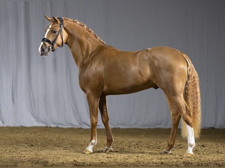 Niemiecki kuc wierzchowy Ogier 6 lat 153 cm in Bedburg