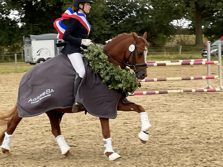 Niemiecki kuc wierzchowy Ogier 8 lat 145 cm Kasztanowata in Todenbüttel