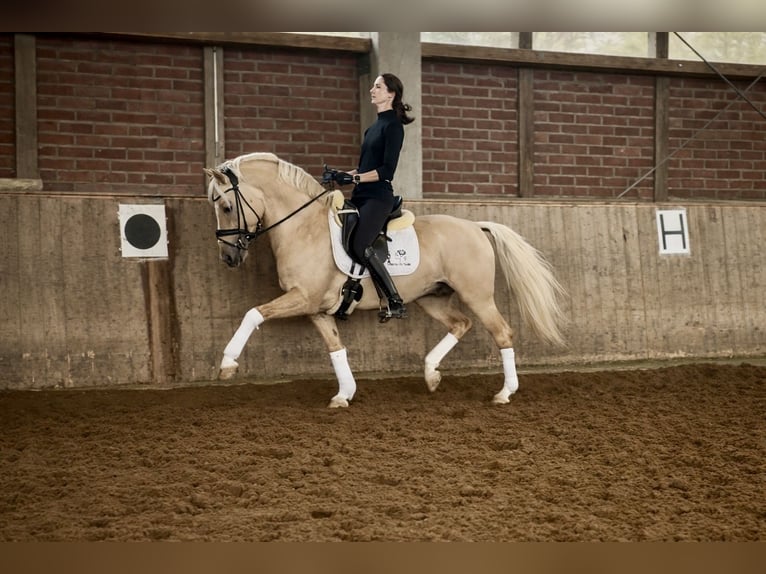 Niemiecki kuc wierzchowy Ogier 8 lat 146 cm Dunalino in Köln
