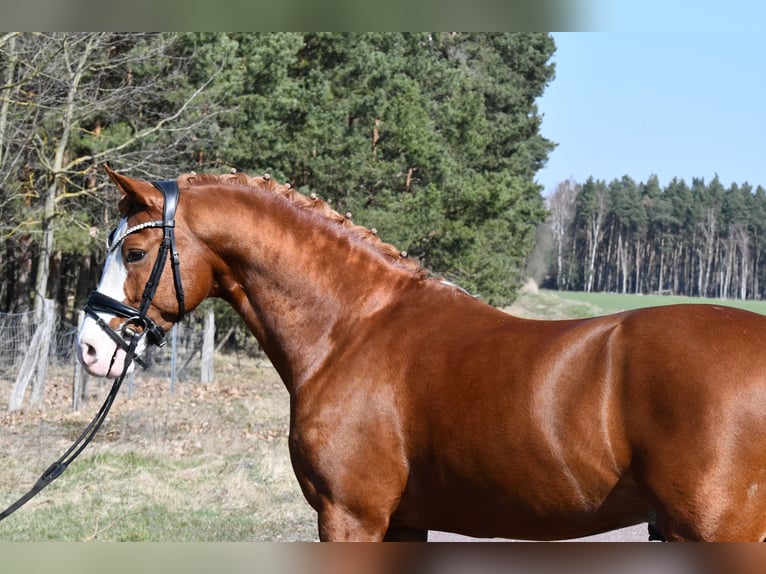 Niemiecki kuc wierzchowy Ogier 8 lat 147 cm Kasztanowata in Treuenbrietzen