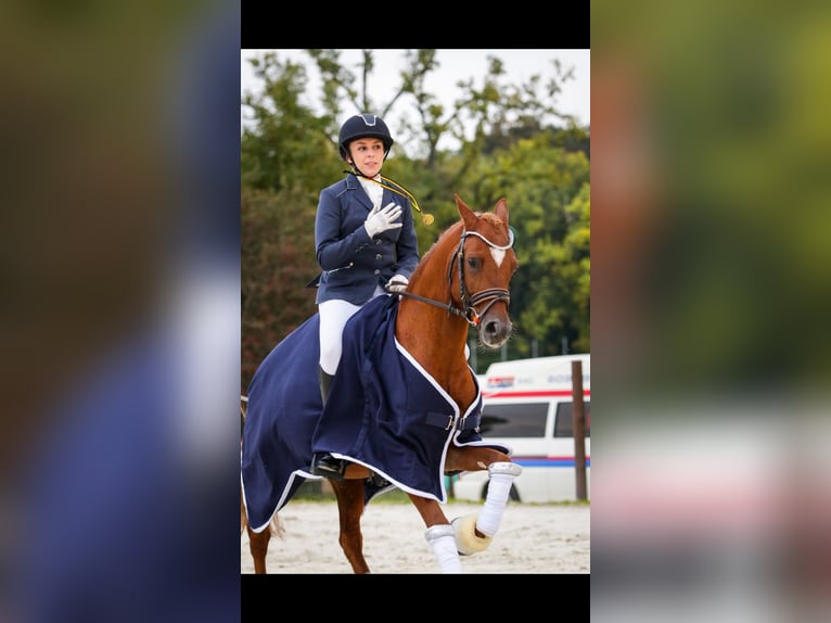 Niemiecki kuc wierzchowy Ogier 9 lat 146 cm Kasztanowata in Legnica