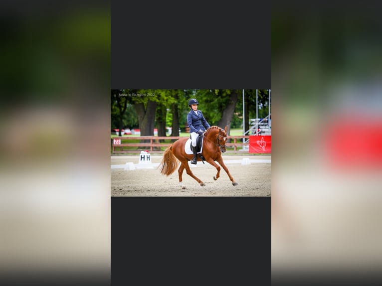 Niemiecki kuc wierzchowy Ogier 9 lat 146 cm Kasztanowata in Legnica