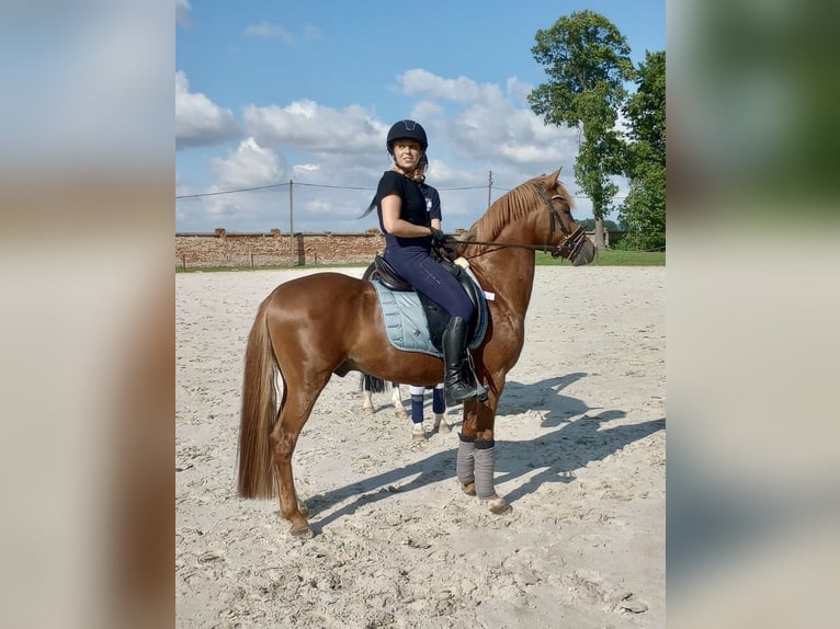 Niemiecki kuc wierzchowy Ogier 9 lat 146 cm Kasztanowata in Legnica