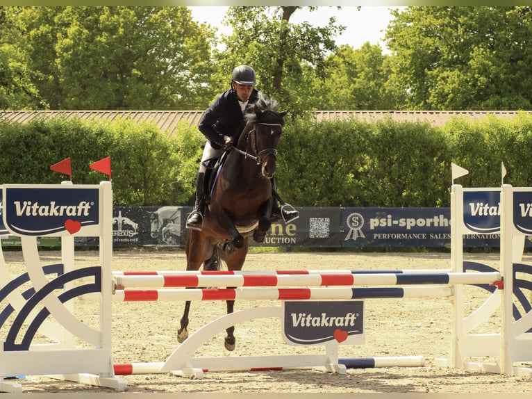 Niemiecki kuc wierzchowy Ogier Ciemnogniada in Coesfeld