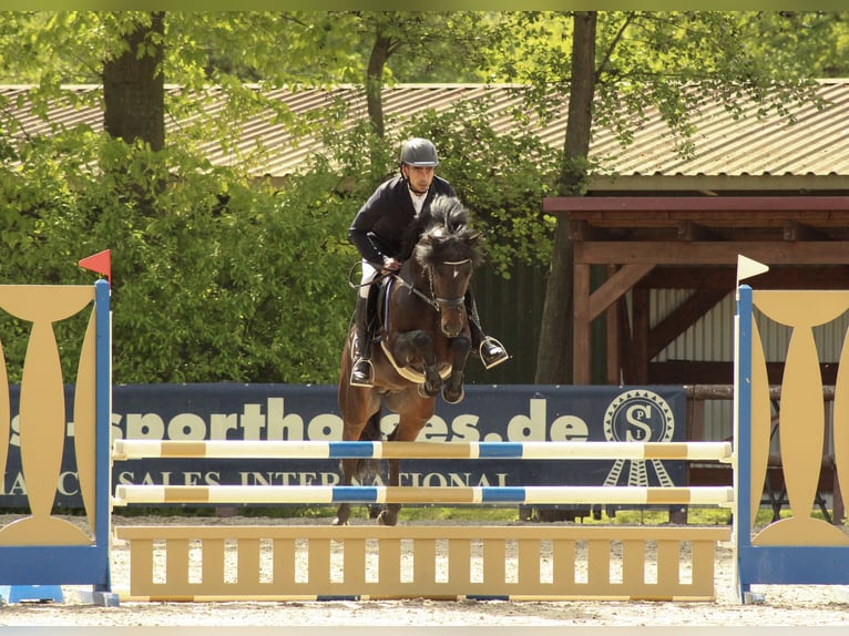 Niemiecki kuc wierzchowy Ogier Ciemnogniada in Coesfeld