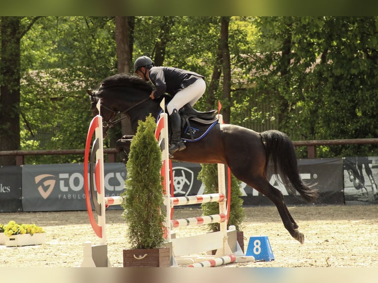 Niemiecki kuc wierzchowy Ogier Ciemnogniada in Coesfeld