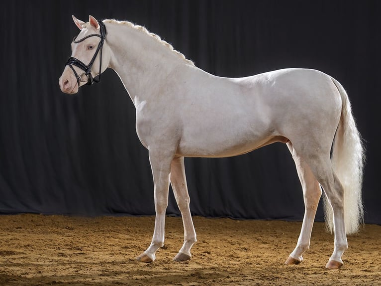 Niemiecki kuc wierzchowy Ogier Cremello in Bedburg