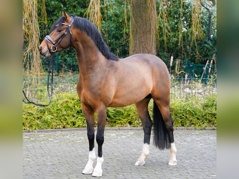 Niemiecki kuc wierzchowy Ogier Gniada in Coesfeld