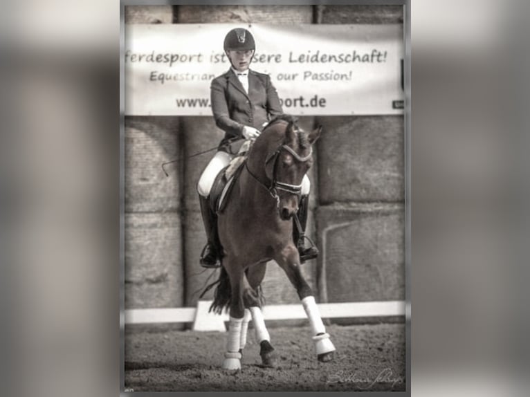 Niemiecki kuc wierzchowy Ogier Gniada in Zweibr&#xFC;cken