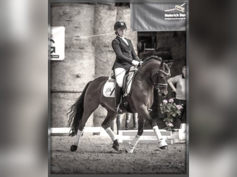 Niemiecki kuc wierzchowy Ogier Gniada in Zweibr&#xFC;cken