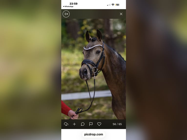 Niemiecki kuc wierzchowy Ogier Jelenia in Achim