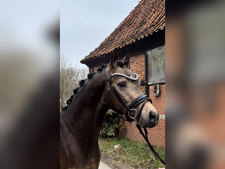 Niemiecki kuc wierzchowy Ogier Jelenia in Achim