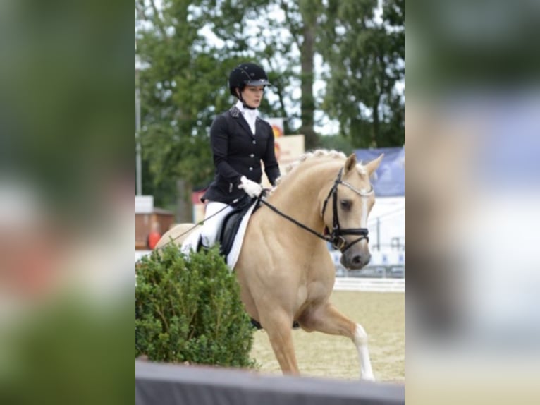 Niemiecki kuc wierzchowy Ogier in Bedburg