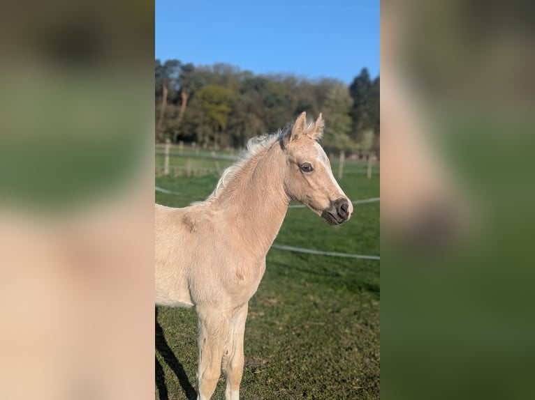 Niemiecki kuc wierzchowy Ogier  145 cm Izabelowata in Münster