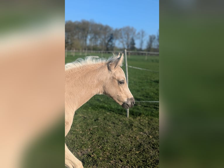 Niemiecki kuc wierzchowy Ogier  145 cm Izabelowata in Münster