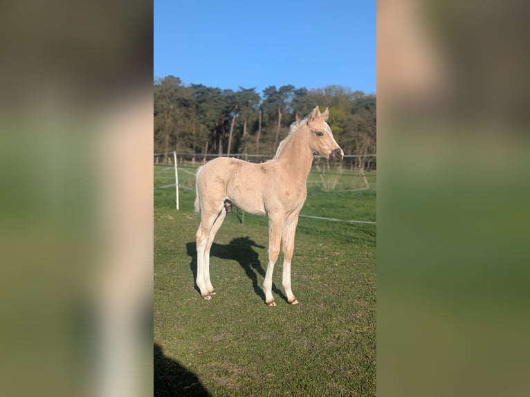 Niemiecki kuc wierzchowy Ogier  145 cm Izabelowata in Münster