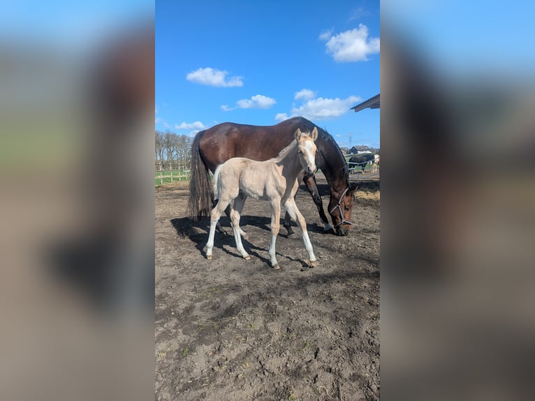 Niemiecki kuc wierzchowy Ogier  145 cm Izabelowata in Münster